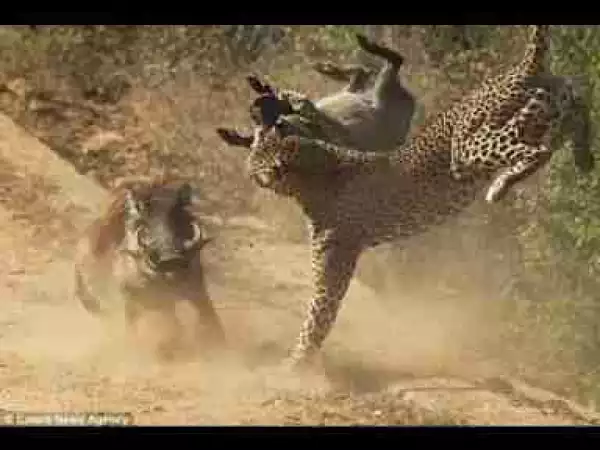 Video: TOP 10 WARTHOG & WILD BOAR ATTACK || Warthog & Wild Boar vs Cheetah, Leopard, Pitbull
